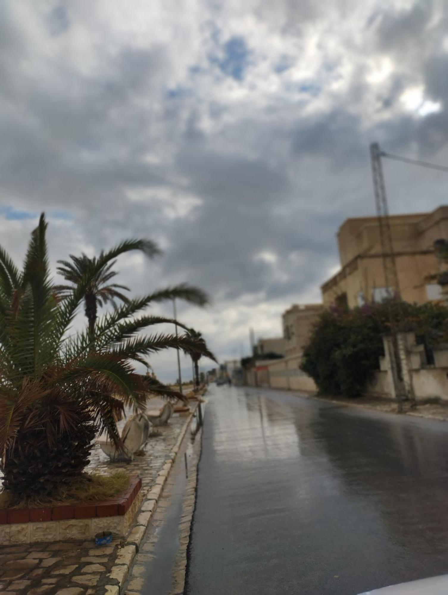 Les Cyclamens Tunisie Afrique *